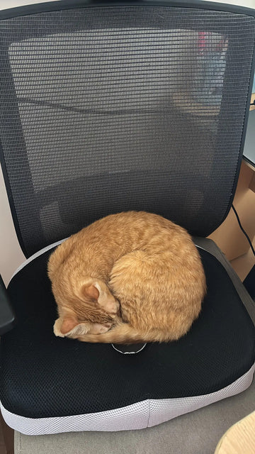 Foto de la reseña de Comprador verificado